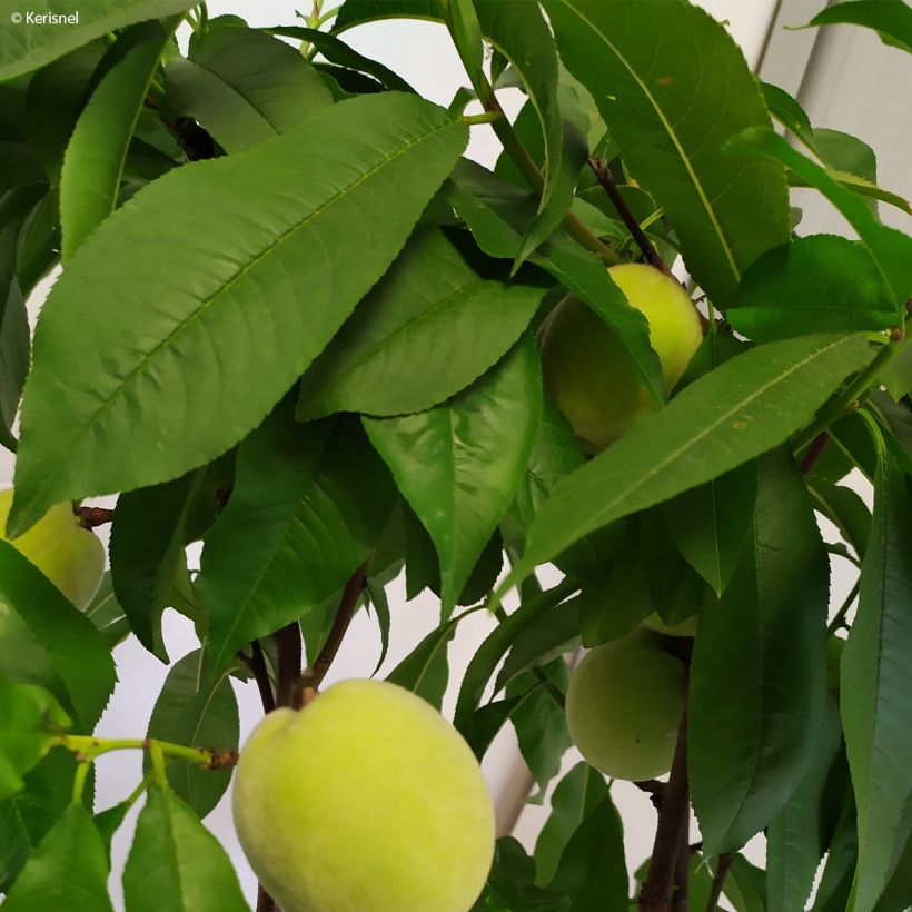 Pêcher nain Fruit Me Peach Me Yellow (Foliage)