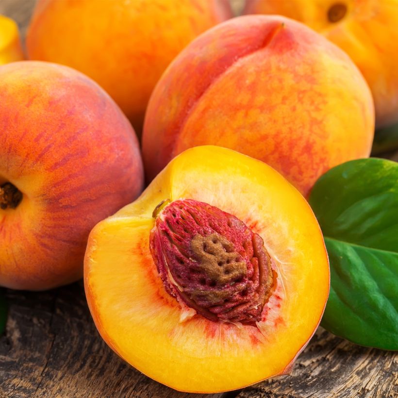 Pêcher nain Fruit Me Peach Me Yellow (Harvest)