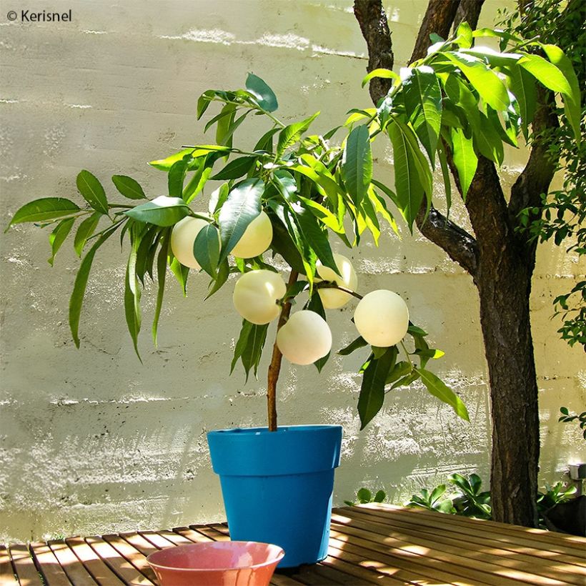 Pêcher nain Ice Peach  (Plant habit)