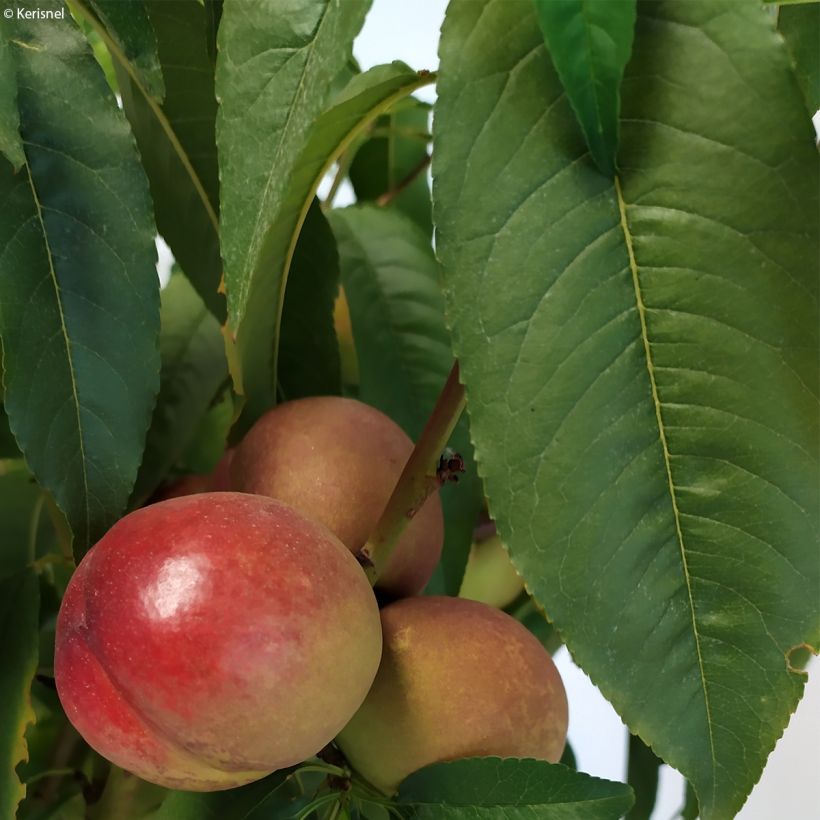 Pêcher nectarinier nain Fruit Me Necta Me (Foliage)