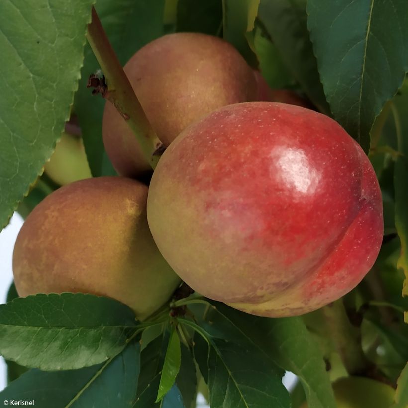 Pêcher nectarinier nain Fruit Me Necta Me (Harvest)