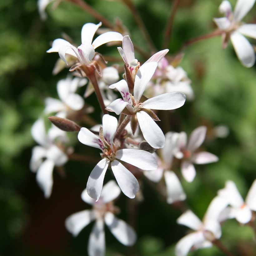 Pelargonium Ardwick Cinnamon - Géranium d'odeur parfum cannelle (Flowering)