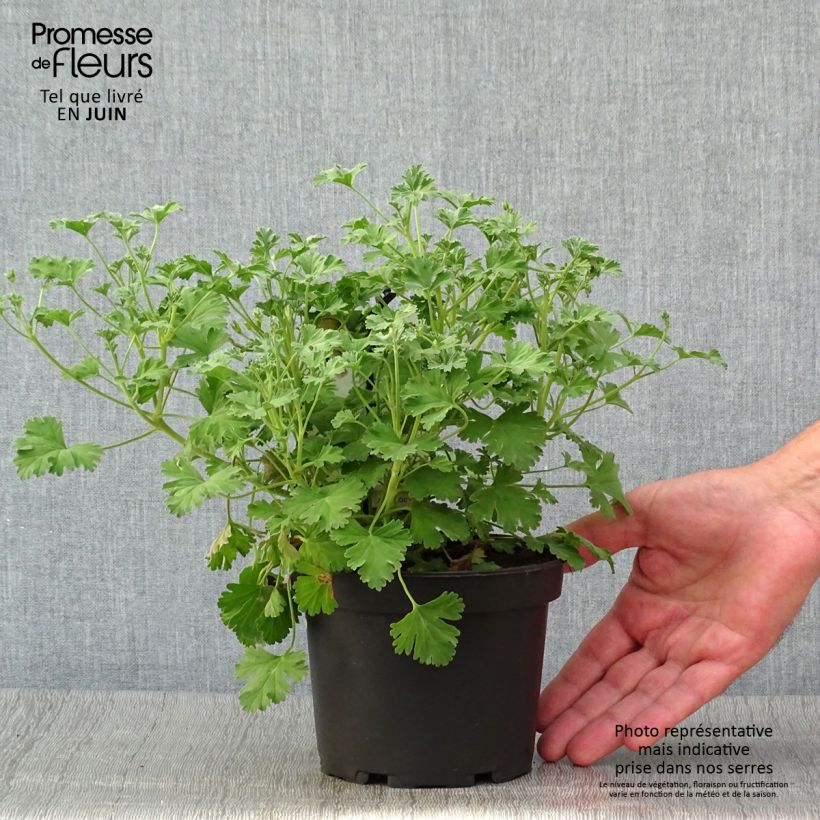 Example of Pelargonium Ardwick Cinnamon - Géranium d'odeur parfum cannelle Pot de 1,5L/2L as you get in ete