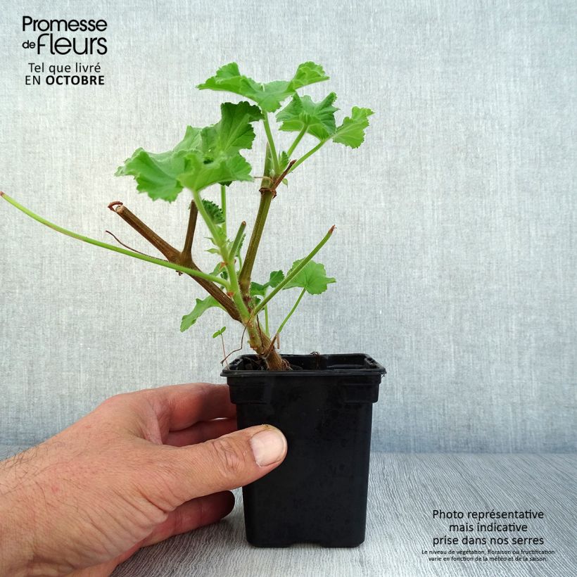 Example of Pelargonium Atomic Snowflake - Géranium odorant au parfum de rose et citron Godet de 7/8 cm as you get in automne
