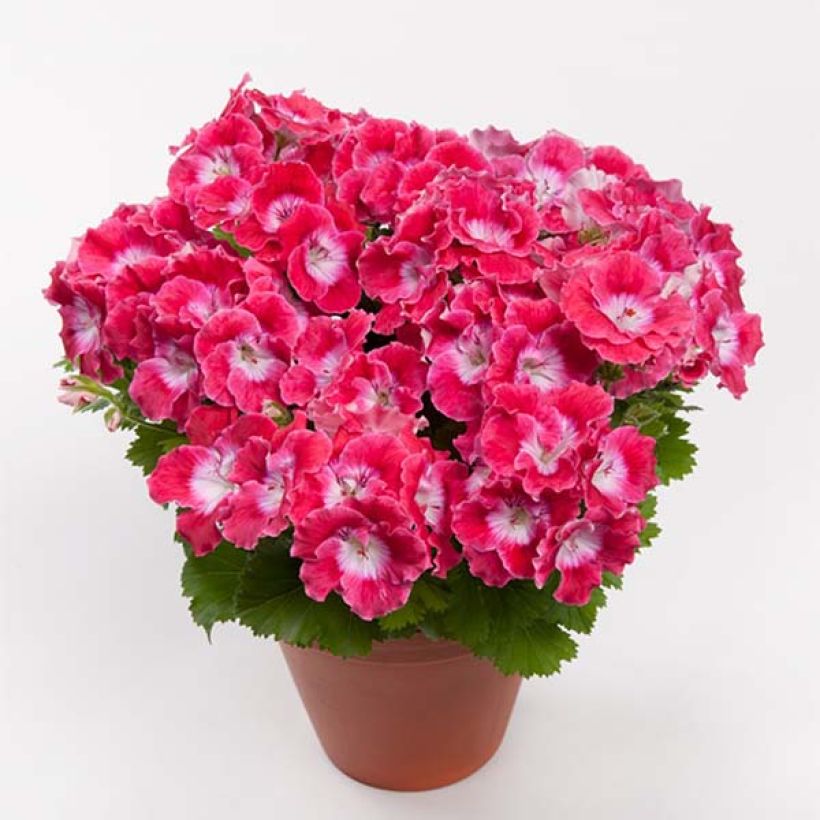 Pelargonium Bermuda Cherry - Géranium des fleuristes (Flowering)