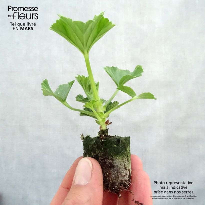 Example of Pelargonium Burghi - Géranium des fleuristes Mini-motte Ø 3/4 cm as you get in printemps