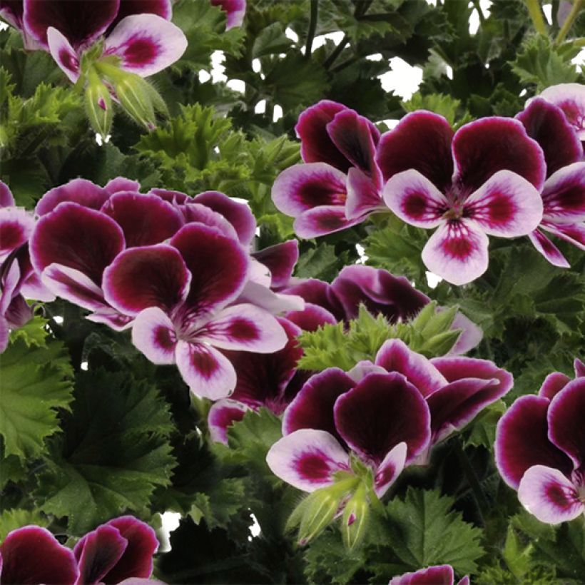 Pelargonium - Géranium Angel's Perfume (Flowering)