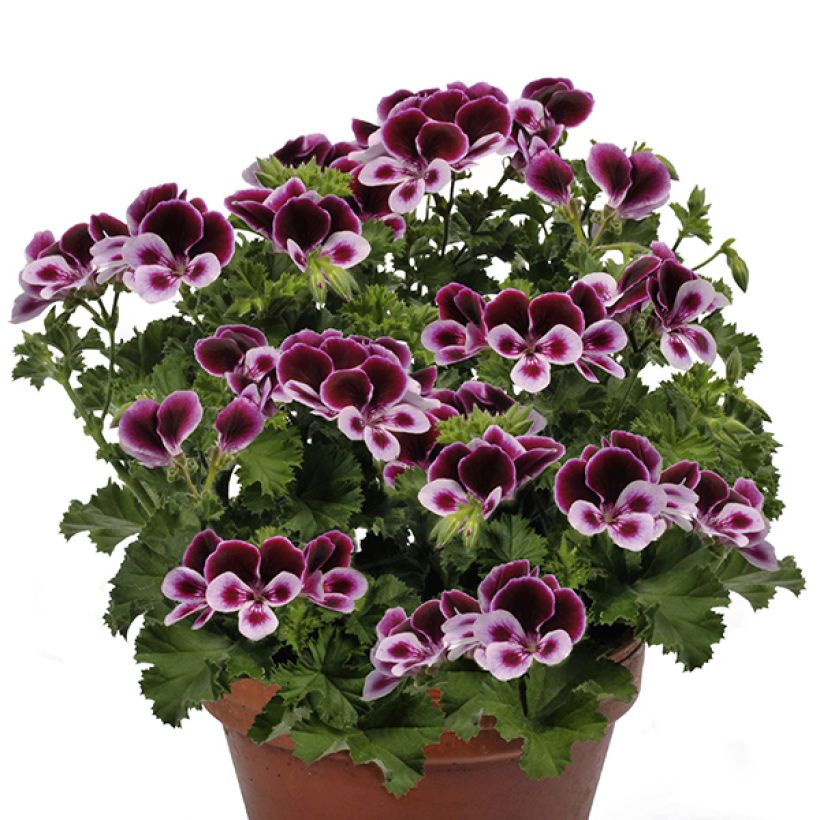 Pelargonium - Géranium Angel's Perfume (Plant habit)