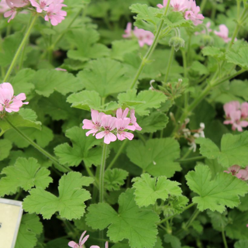 Pelargonium - Géranium parfumé Attar of Roses (Flowering)