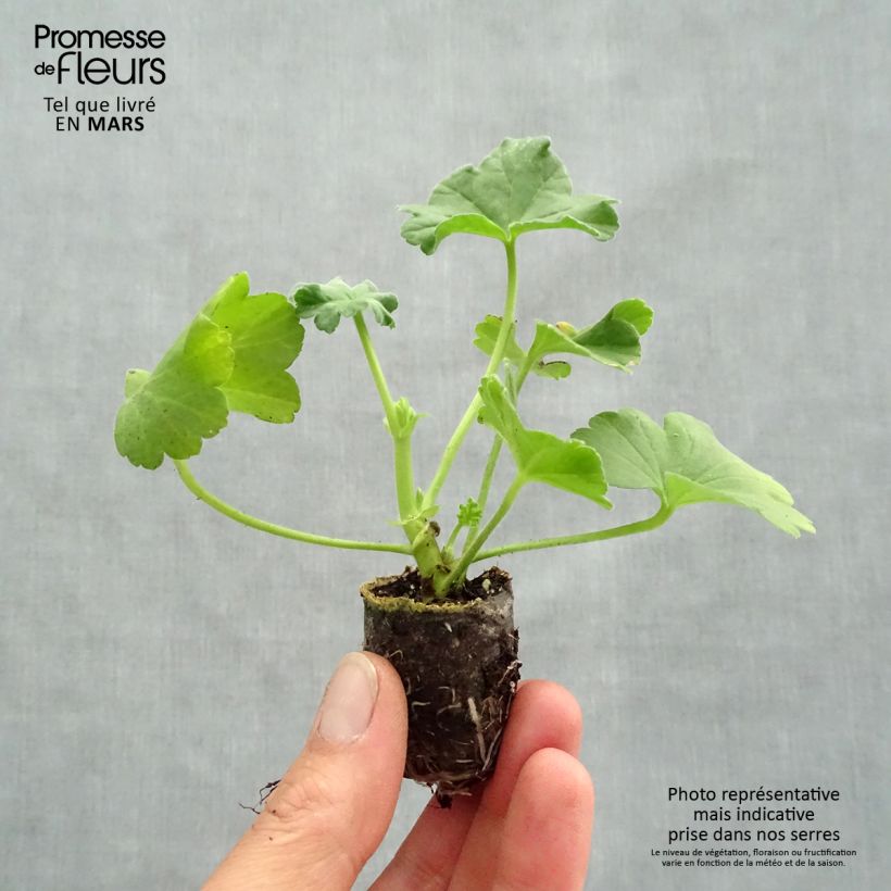 Example of Pelargonium - Géranium parfumé Orange Fizz Mini-motte Ø 1,5/2,5 cm as you get in printemps