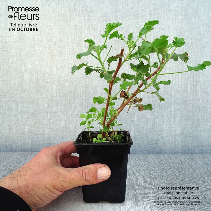 Example of Pelargonium Prince Rupert - Géranium odorant au parfum de citron Godet de 7/8 cm as you get in automne