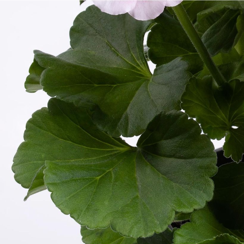 Géranium interspécifique TwoinOne White Splash Mini-mottes (Foliage)
