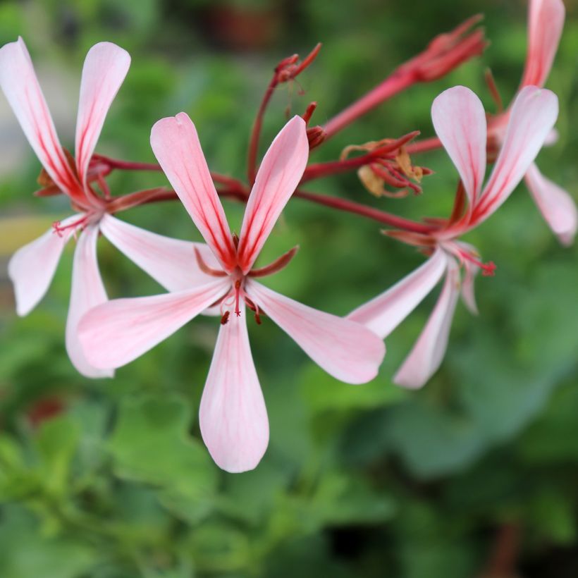 Pelargonium acetosum - Géranium botanique  (Flowering)