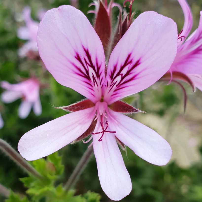 Pelargonium crispum Peach Cream - Géranium d'odeur panaché parfum pêche (Flowering)