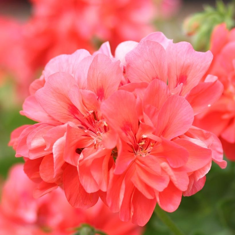 Géranium-lierre double Apricot Mini-mottes (Flowering)
