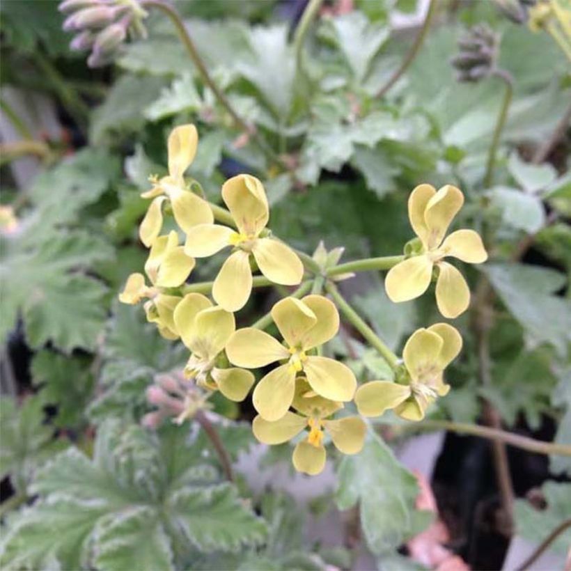 Pélargonium fantaisie Gibbosum - Pélargonium goutteux (Flowering)
