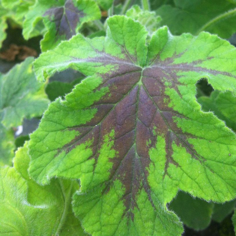 Pélargonium odorant Chocolate - Géranium d'odeur au parfum de menthe (Foliage)
