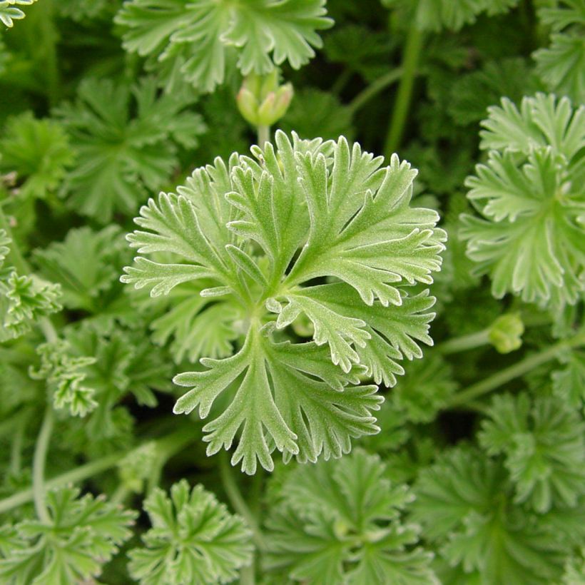 Pelargonium odorant Deerwood Lavender - Géranium parfum lavande (Foliage)