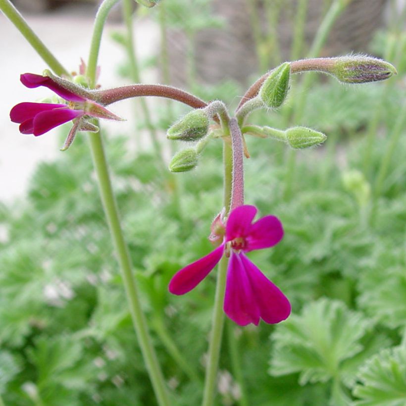 Pelargonium odorant Deerwood Lavender - Géranium parfum lavande (Flowering)
