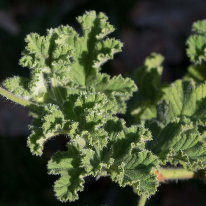 Pélargonium odorant Endsleigh - géranium d'odeur au parfum poivré. (Foliage)
