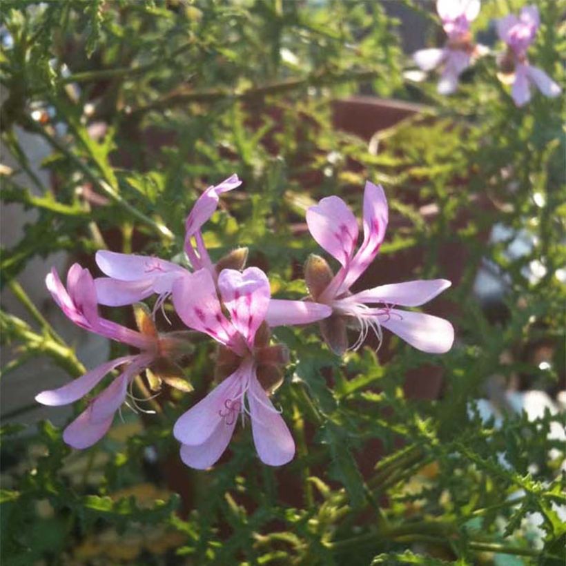 Pélargonium odorant Filicifolium - Géranium d'odeur au parfum épicé. (Flowering)