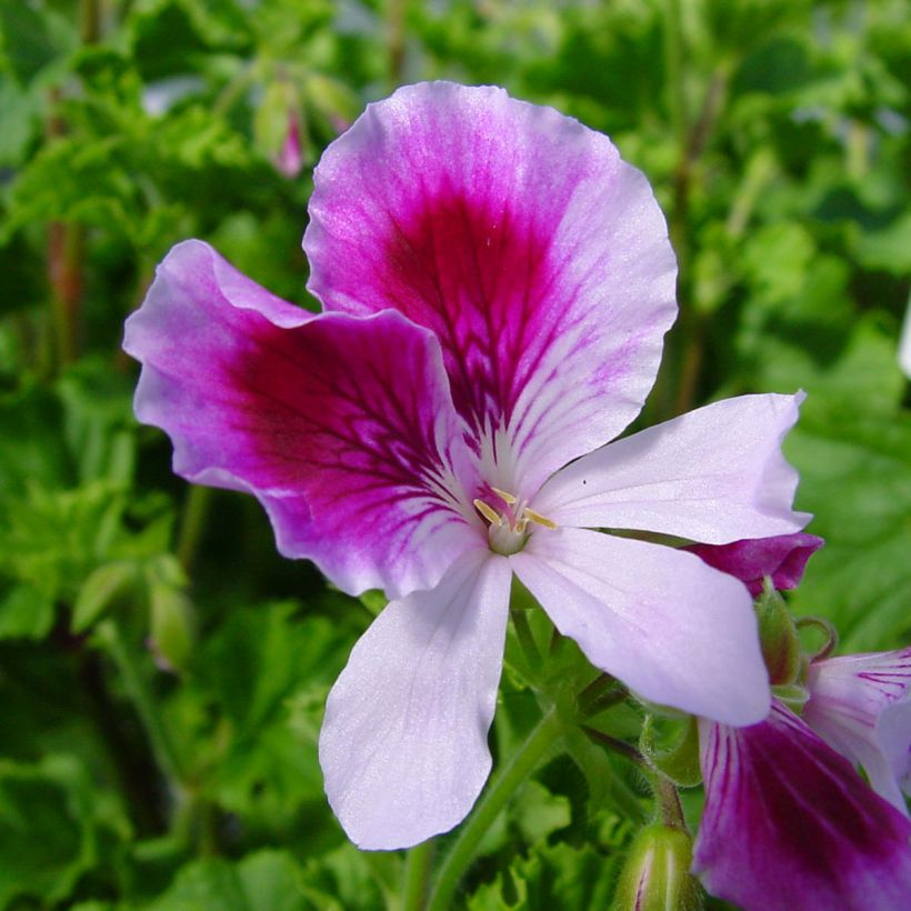 Pelargonium odorant Kettlebaston - Géranium parfum citron (Flowering)