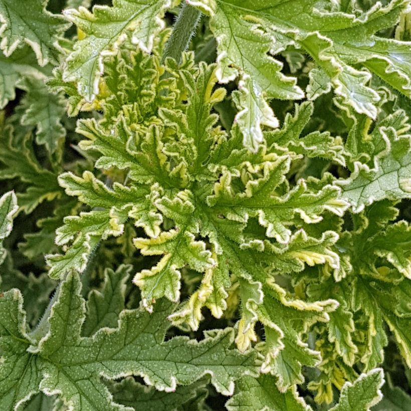 Pelargonium odorant Lady Plymouth - Géranium parfum de rose (Foliage)