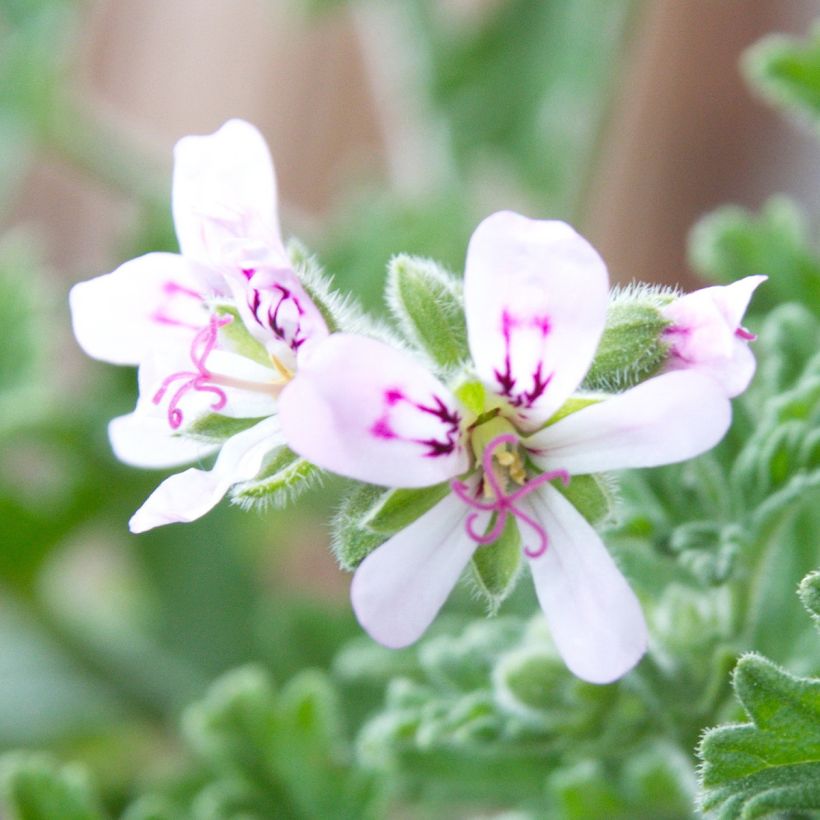 Pelargonium odorant Lady Plymouth - Géranium parfum de rose (Flowering)