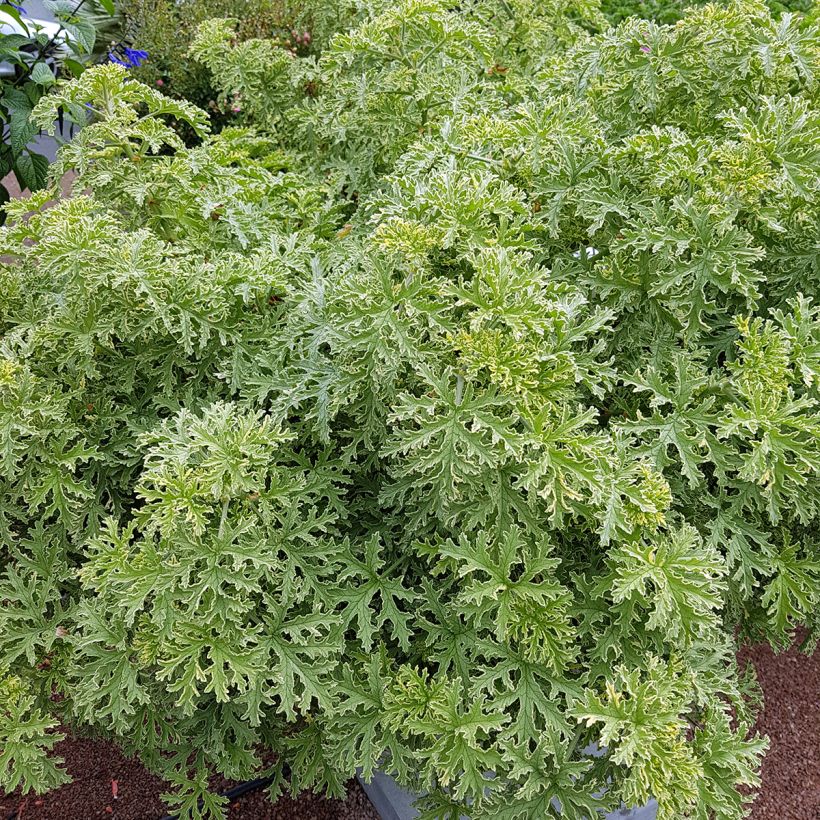Pelargonium odorant Lady Plymouth - Géranium parfum de rose (Plant habit)