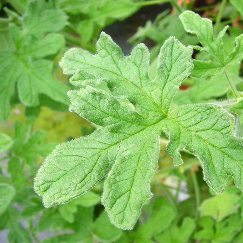 Pelargonium odorant Robert's Lemon Rose - Géranium parfum rose épicée  (Foliage)