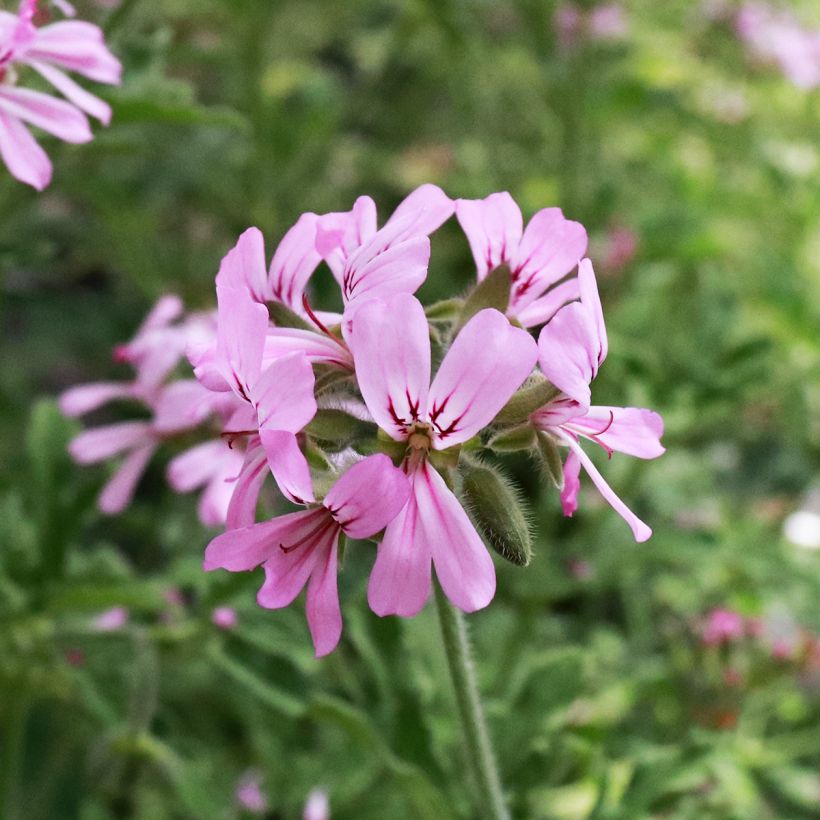 Pelargonium odorant Robert's Lemon Rose - Géranium parfum rose épicée  (Flowering)