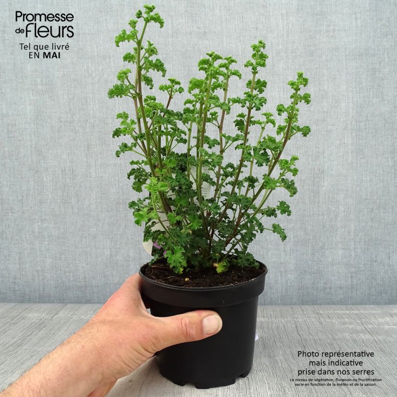 Example of Pelargonium odorant crispum Minor - Géranium parfum citron Pot de 1,5L/2L as you get in printemps