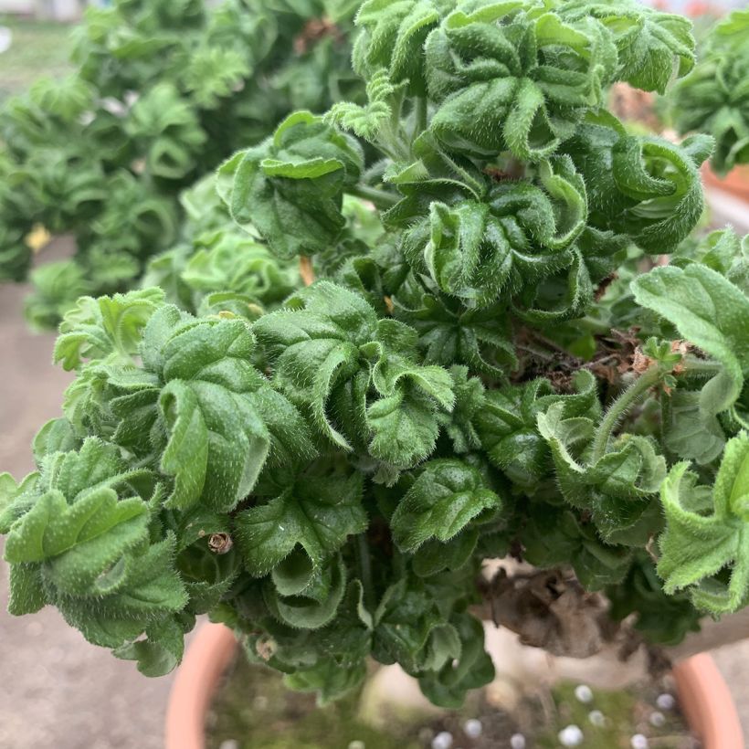 Pelargonium odorant graveolens Bontrosaï - Géranium parfum rose citron (Foliage)