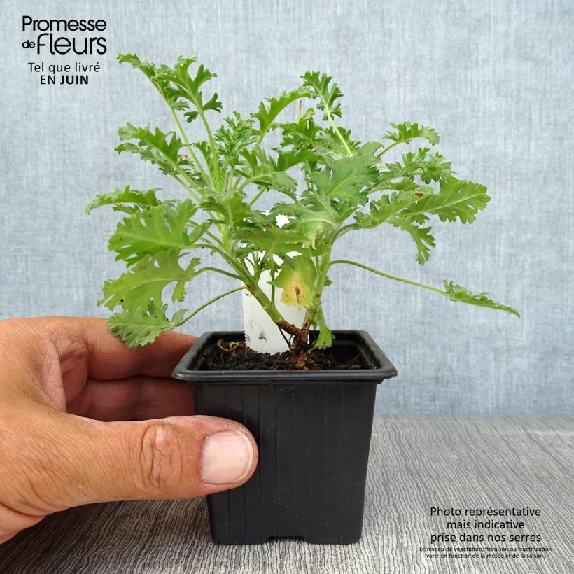 Example of Pelargonium odorant ionidiflorum - Géranium botanique Godet de 8/9 cm as you get in ete