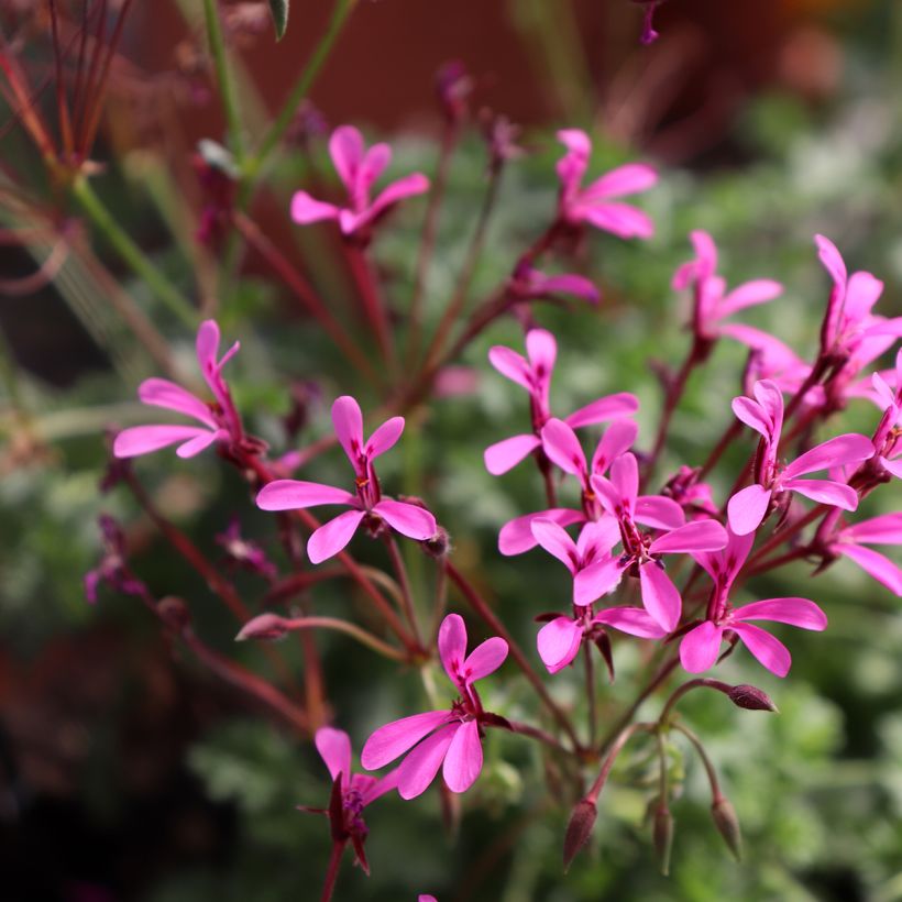 Pelargonium odorant ionidiflorum - Géranium botanique (Flowering)