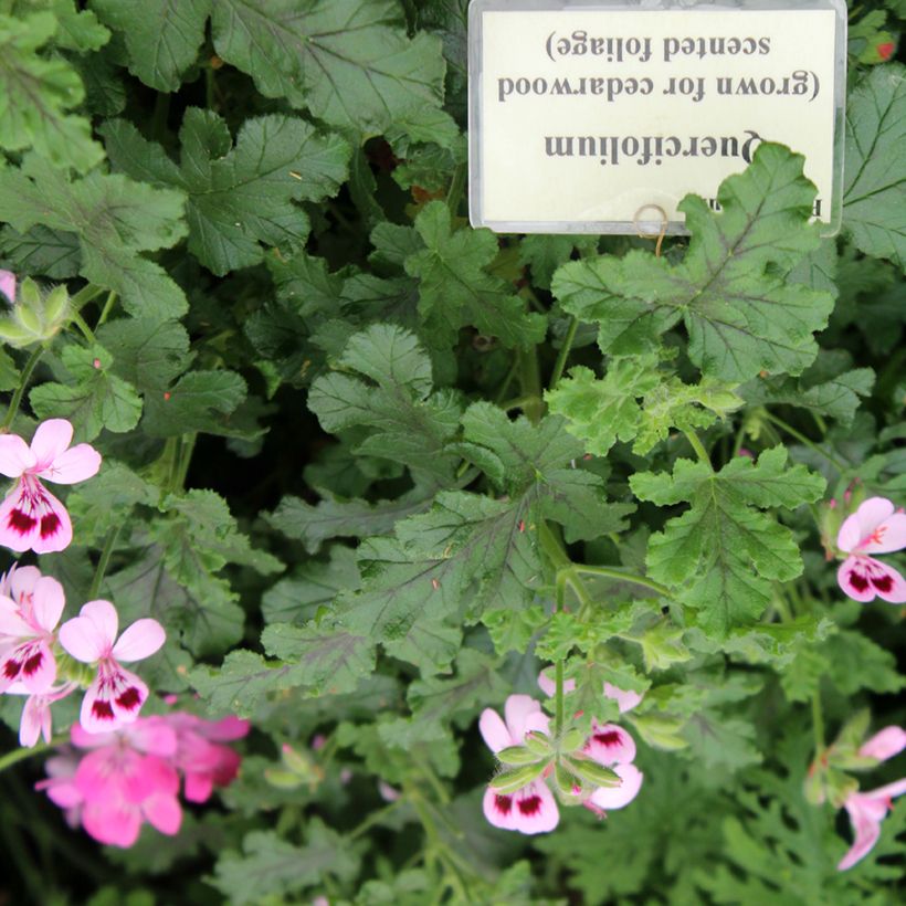 Pélargonium odorant quercifolium - Pélargonium à feuilles de chêne (Foliage)