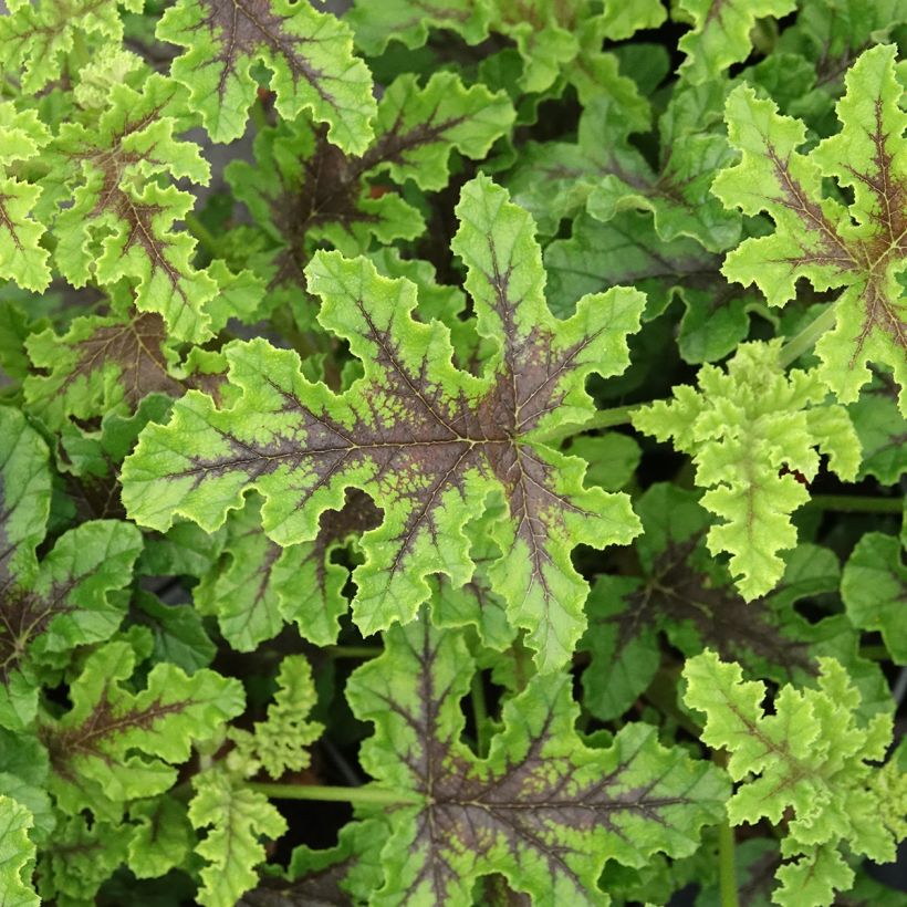 Pelargonium odorant quercifolium Royal Oak - Géranium au parfum balsamique (Foliage)