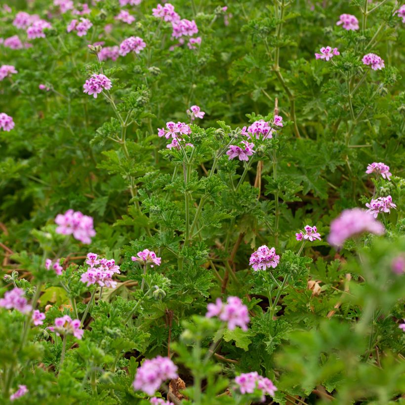 Pélargonium odorant quercifolium - Pélargonium à feuilles de chêne (Plant habit)