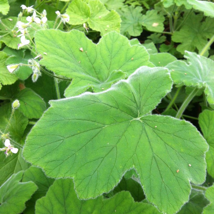 Pélargonium odorant tomentosum - pélargonium à odeur de menthe - pélargonium tomenteux (Foliage)