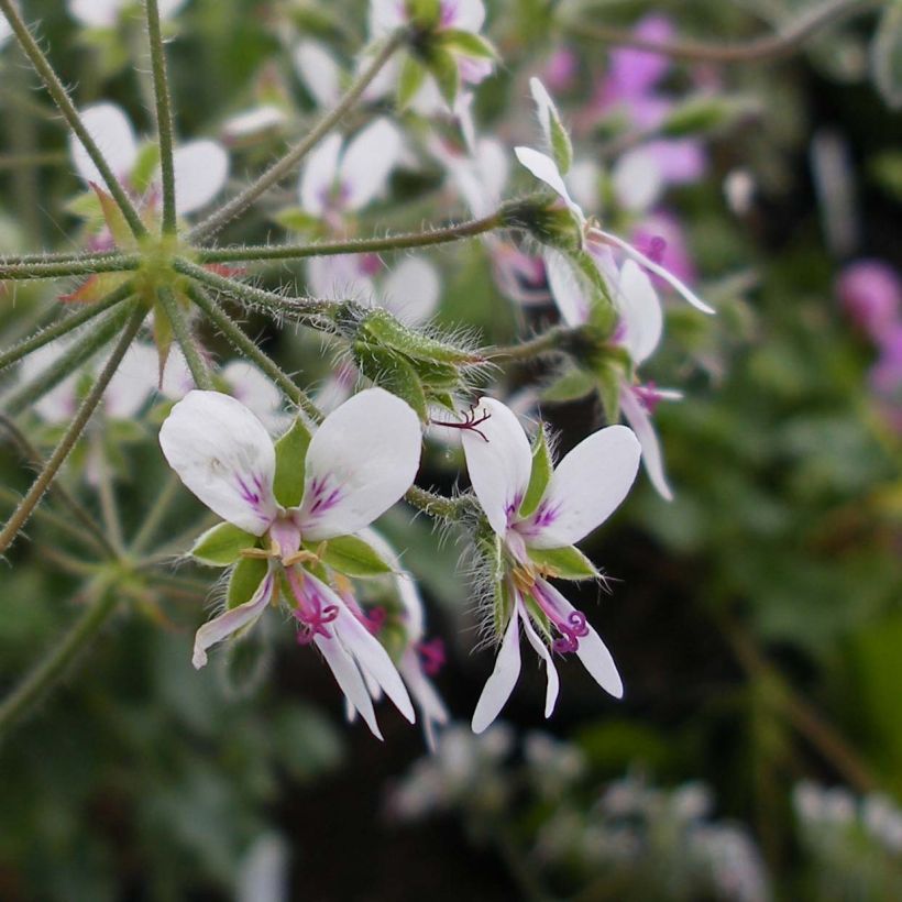 Pélargonium odorant tomentosum - pélargonium à odeur de menthe - pélargonium tomenteux (Flowering)