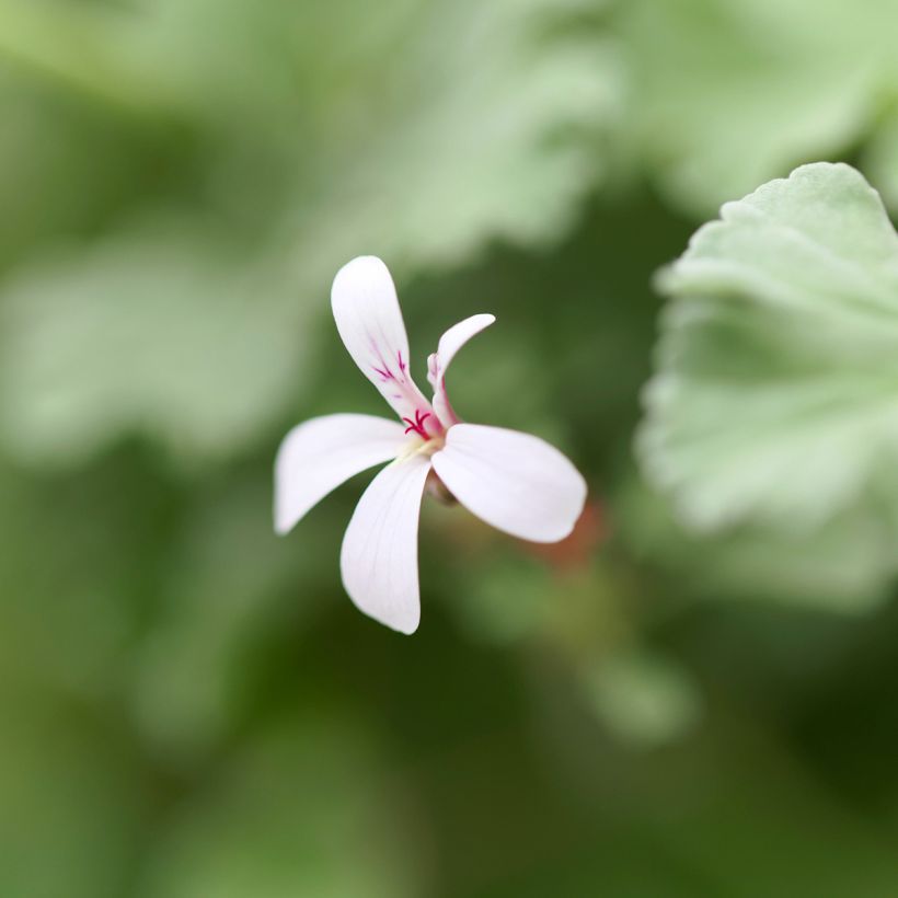Pelargonium odoratissimum - Géranium botanique parfum pomme (Flowering)