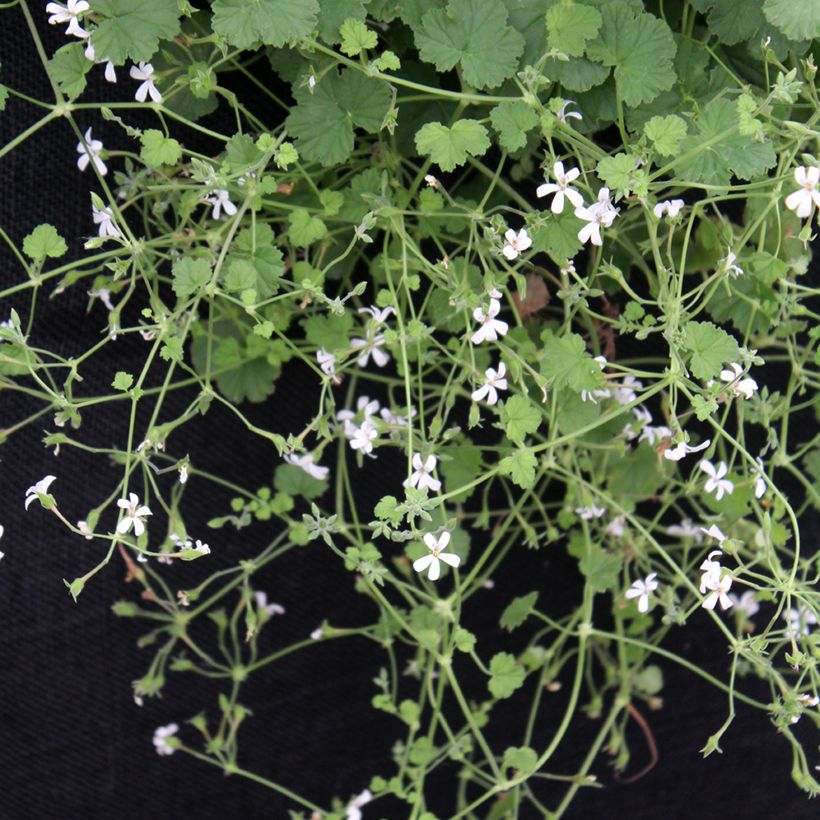 Pelargonium odoratissimum - Géranium botanique parfum pomme (Plant habit)