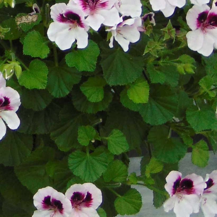 Pelargonium - Géranium parfumé Mosquitaway Lizzy (Foliage)