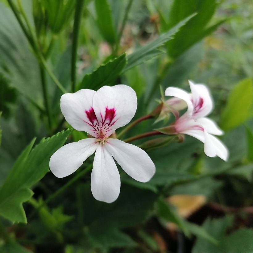Pelargonium tricuspidatum - Géranium botanique (Flowering)