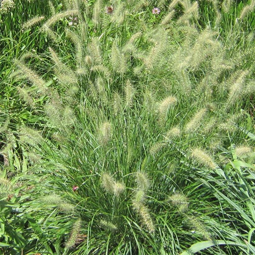 Pennisetum alopecuroides Cassian - Herbe aux écouvillons (Flowering)
