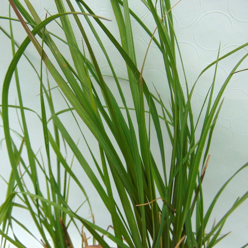 Pennisetum alopecuroides Magic - Herbe aux écouvillons  (Foliage)