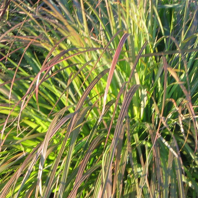 Pennisetum alopecuroides National Arboretum - Herbe aux écouvillons pourpres (Foliage)