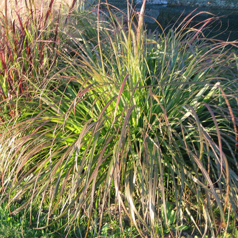 Pennisetum alopecuroides National Arboretum - Herbe aux écouvillons pourpres (Plant habit)