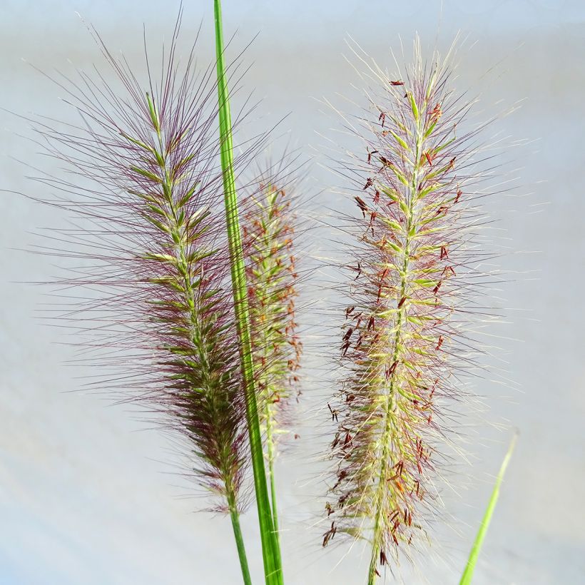 Pennisetum alopecuroides National Arboretum - Herbe aux écouvillons pourpres (Flowering)