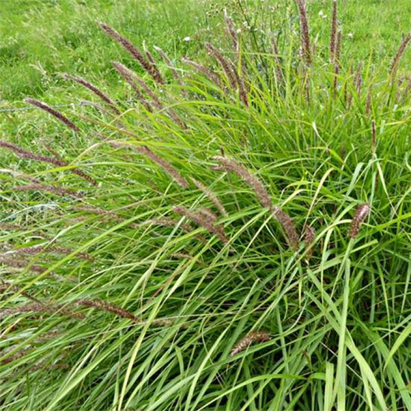 Pennisetum incomptum - Herbe aux écouvillons. (Flowering)
